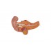 model żołądka człowieka, 3 części - 3b smart anatomy - 1000303 [k16] 3b scientific modele anatomiczne 6